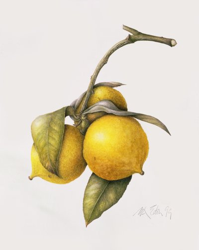 Citrus Bergamot, 1999 by Margaret Ann Eden